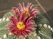 Astrophytum asterias cv. Shiowa Red x Super Kabuto Red Flower  - 10 nasion
