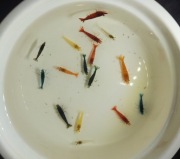 Krewetki do akwarium 16szt