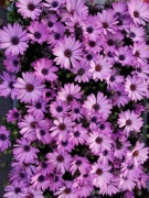 Stokrotka Afrykańska Różowa - 10 nasion 