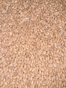 Pszenica pasza ziarno 25kg od rolnika