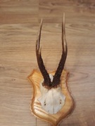 Poroże jelenia wraz z deską