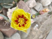 OPUNTIA MACTROCENTA MROZOODPORNA
