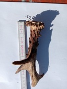 dł.17cm 98g x1szt. Naturalne poroże róg rogi jelenia np. dla psa gryzienie