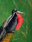 Ptak,natura,zwierzeta,obraz olejny ptak egzotyczny