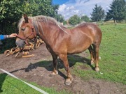 Sprzedam klacz zimnokrwistą