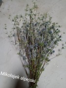 Mikołajek alpejski naturalny suszony kwiaty bukiety 