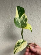 Monstera Adansonii Sp. Laniata Variegata - sadzonka  ukorzeniona