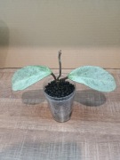 Hoja Hoya Carnosa Grey Ghost