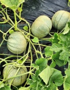 MADHU RAS (Rajasthan Hondy Melon) kolekcjonerski