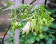 Parnik / Disporum longistylum (cantoniense) Night Heron