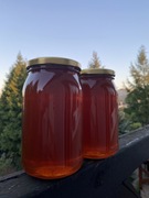 Miód Leśny Zbiór Wrzesień 2024