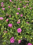 Million Bells - Double Pastel Pink