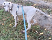 Wyżeł weimarski suczka 