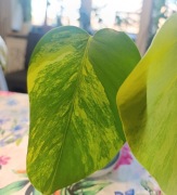 Monstera deliciosa marmorata / aurea