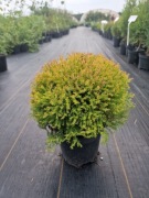 Żywotnik zachodni Thuja occidentalis 'Cloth of Gold' tuja