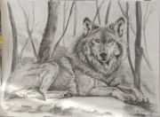 Wilk rysunek ołówkiem A4 w ramce A3