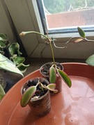 Hoya kentiana lori lyn ukorzeniona 