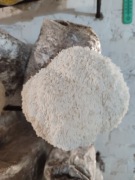 Soplówka Jeżowata świeża 