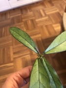 Hoya Crassipetiolata hoja