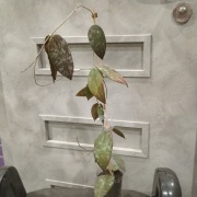 Hoja Hoya Caudata