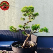 Piękny Jałowiec Chiński formowany na wzór bonsai. 60 cm