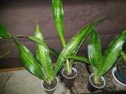 Sanseviera sansewieria Aubrytiana Nite Lite