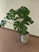 Monstera monstera