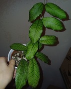 Hoya hoja Gunung gading 