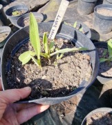 Chaber  żółty 2l donica