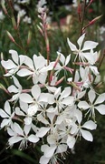 Gaura Lindheimera biała bylina wieloletnia sadzonka 