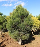 Sosna pinus heldreichii Compact Gem 40-60 cm w C20