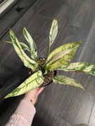 Skrzydłokwiat spathiphyllum city of angels 