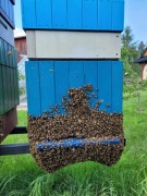 Odkłady pszczele 2026 na ramce wielkopolskiej , 4 ramkowe