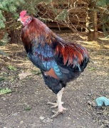 Koguty Araucana bezogoniasta
