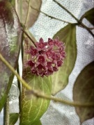 Hoya MPR | sadzonka cięta 1w