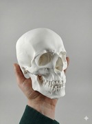 Czaszka Człowieka Anatomicznie realistyczny model 3D