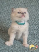 ATENA - Piękna kotka rasy Ragdoll - Po Championie - Domowa hodowla