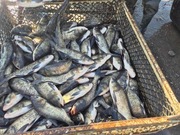 Kroczek tołpyga narybek karp amur lin szczupak