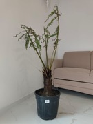 Dicksonia Antarctica