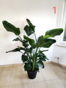 Strelicja Nicolai 160cm/165cm