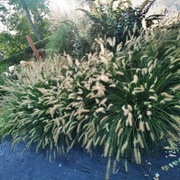 Trawa ozdobna. Rozplenica hameln w p11  duża sadzonka