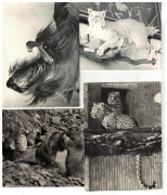 04-AU11-Fauna-Zwierzeta egzotyczne,1970-80r