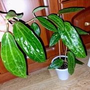 Hoya, hoja ~ MACROPHYLLA ~ dorosła