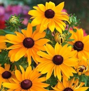Rudbekia My Joy obficie kwitnąca 