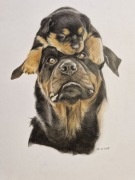 Rysunek/portret na zamówienie - kredki/ołówek, format A3. 