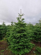 Jodła kaukaska na święta Bożego Narodzenia