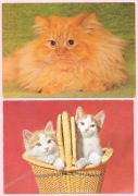Urocze koty na 2 pocztówkach ( 3 )