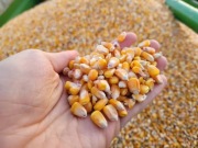 Workowane ziarno kukurydzy 25 kg 