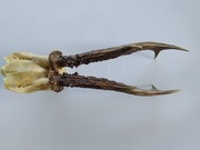 Poroże jelonka ozdoba