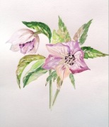 akwarela malowana ręcznie Ciemiernik Helleborus 